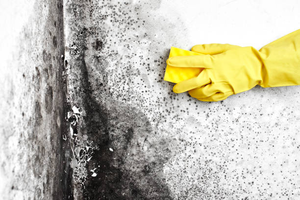 Best DIY Mold Remediation Support Services in Haysville, KS