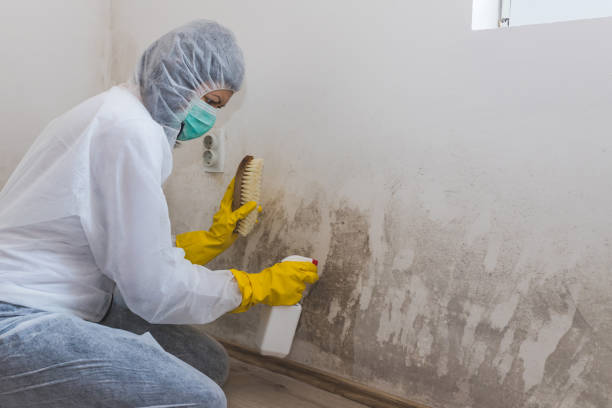 Best HVAC Mold Remediation in Haysville, KS