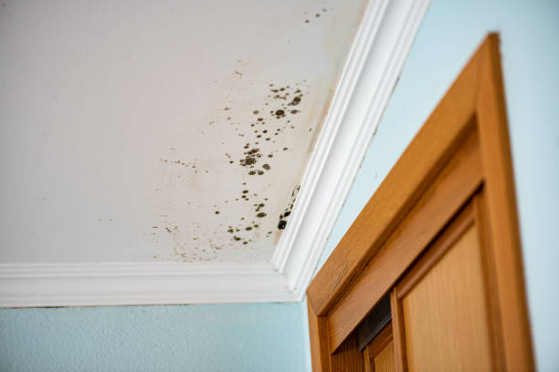 Best Attic Mold Remediation in Haysville, KS