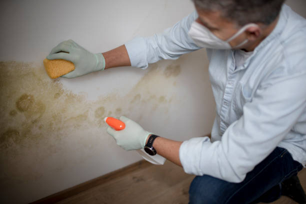 Best Crawl Space Mold Remediation in Haysville, KS