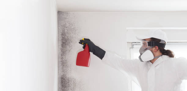Best Bathroom Mold Remediation in Haysville, KS