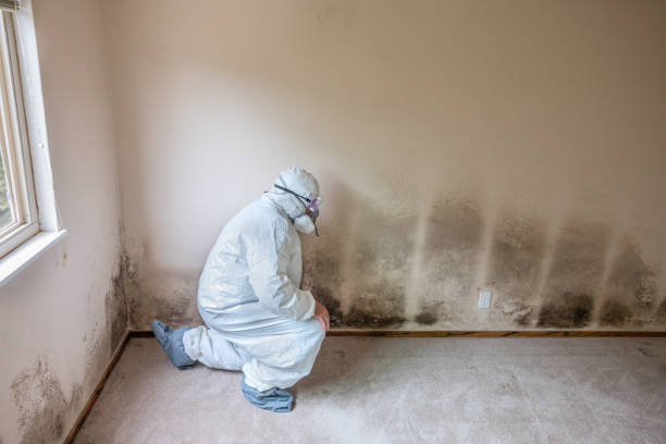 Best Basement Mold Remediation in Haysville, KS