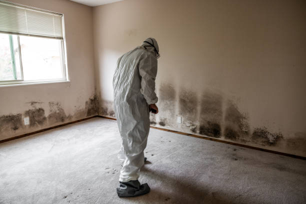 Best Attic Mold Remediation in Haysville, KS