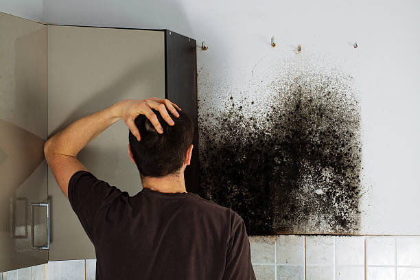 Best Post-Flood Mold Remediation in Haysville, KS
