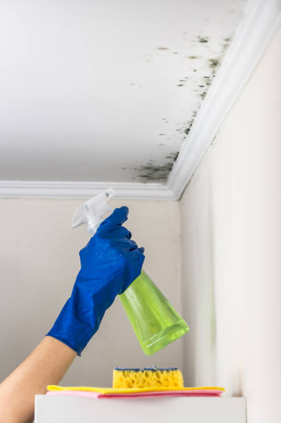 Best Commercial Mold Remediation in Haysville, KS